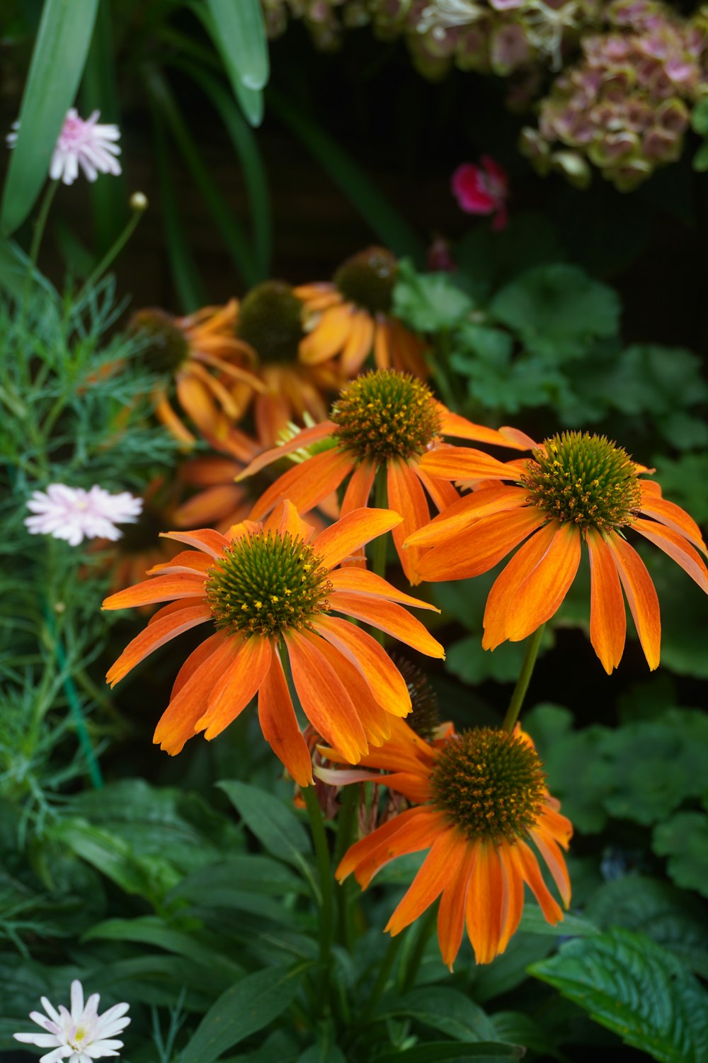 a group of orange and white flowers in a garden