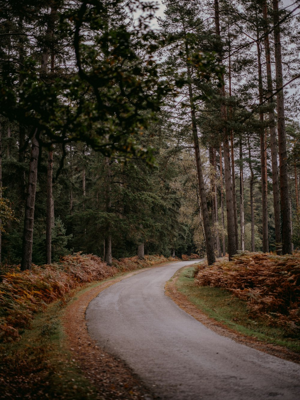 a winding road in the middle of a forest