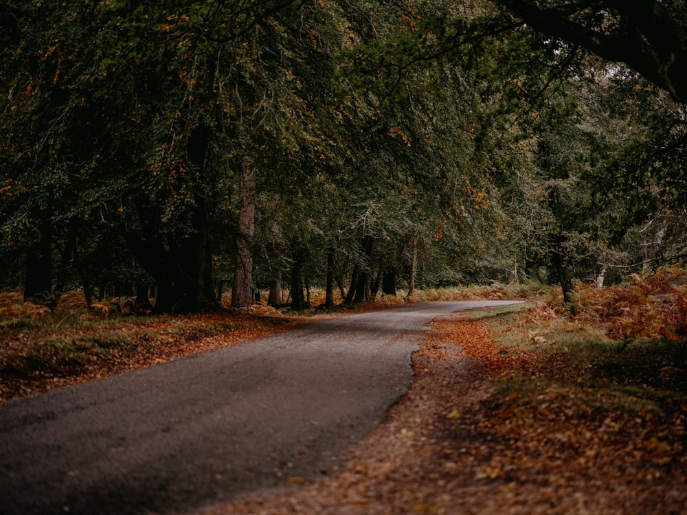 a road in the middle of a forest with lots of trees