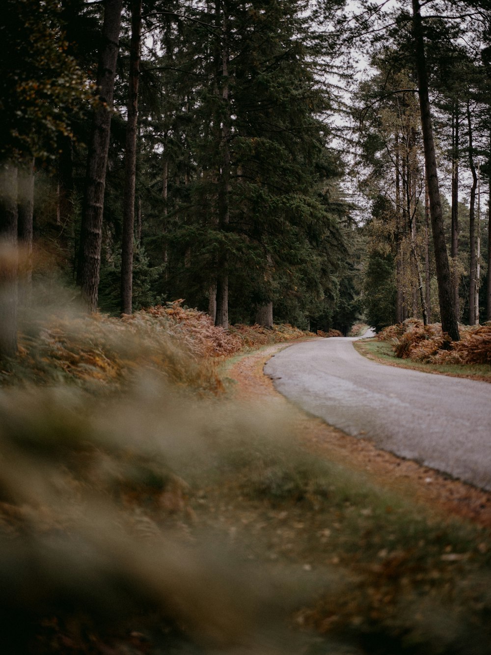 a winding road in the middle of a forest