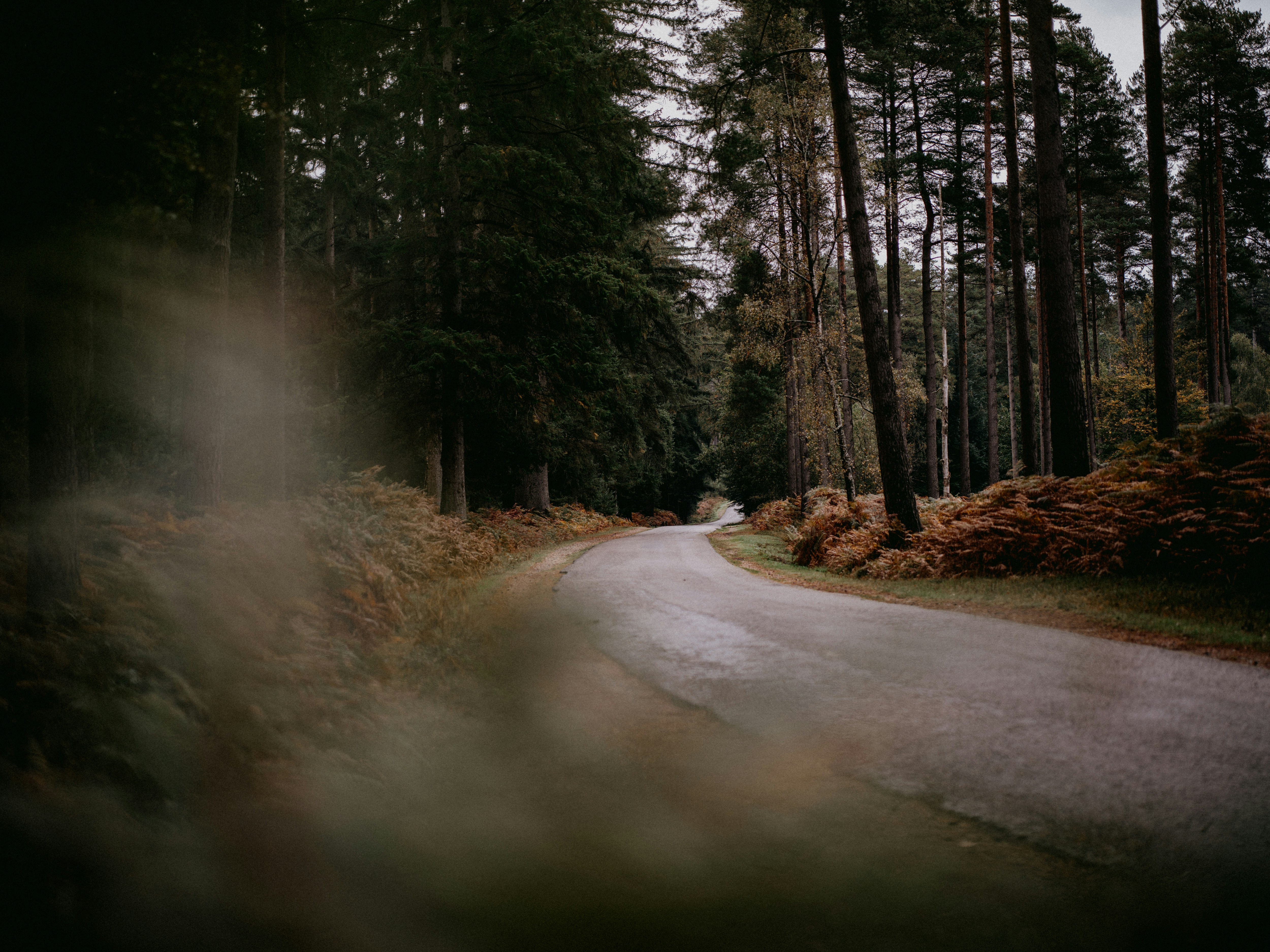 an empty road in the middle of a forest