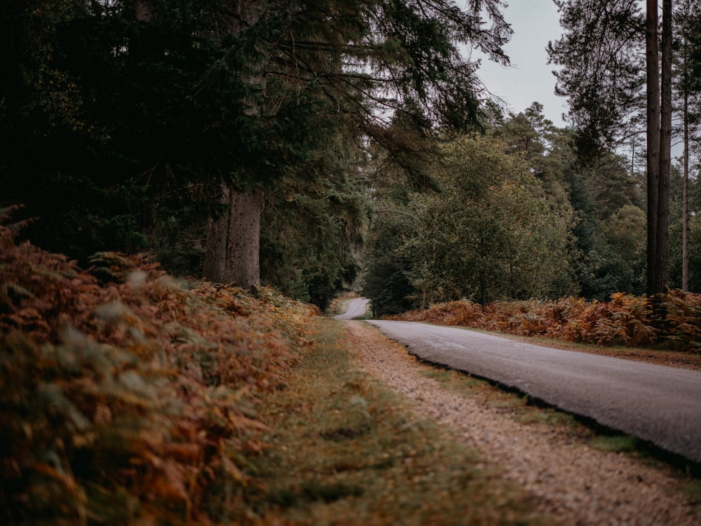 a road in the middle of a wooded area