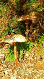 Large mushrooms with speckled caps stand among dry leaves and green foliage, partially surrounded by brown underbrush.