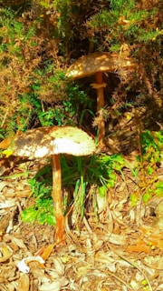 Large mushrooms with speckled caps stand among dry leaves and green foliage, partially surrounded by brown underbrush.
