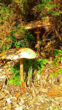 Large mushrooms with speckled caps stand among dry leaves and green foliage, partially surrounded by brown underbrush.