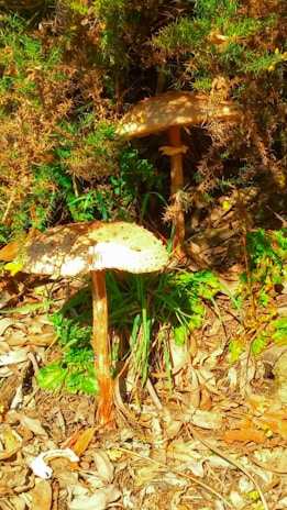 Large mushrooms with speckled caps stand among dry leaves and green foliage, partially surrounded by brown underbrush.