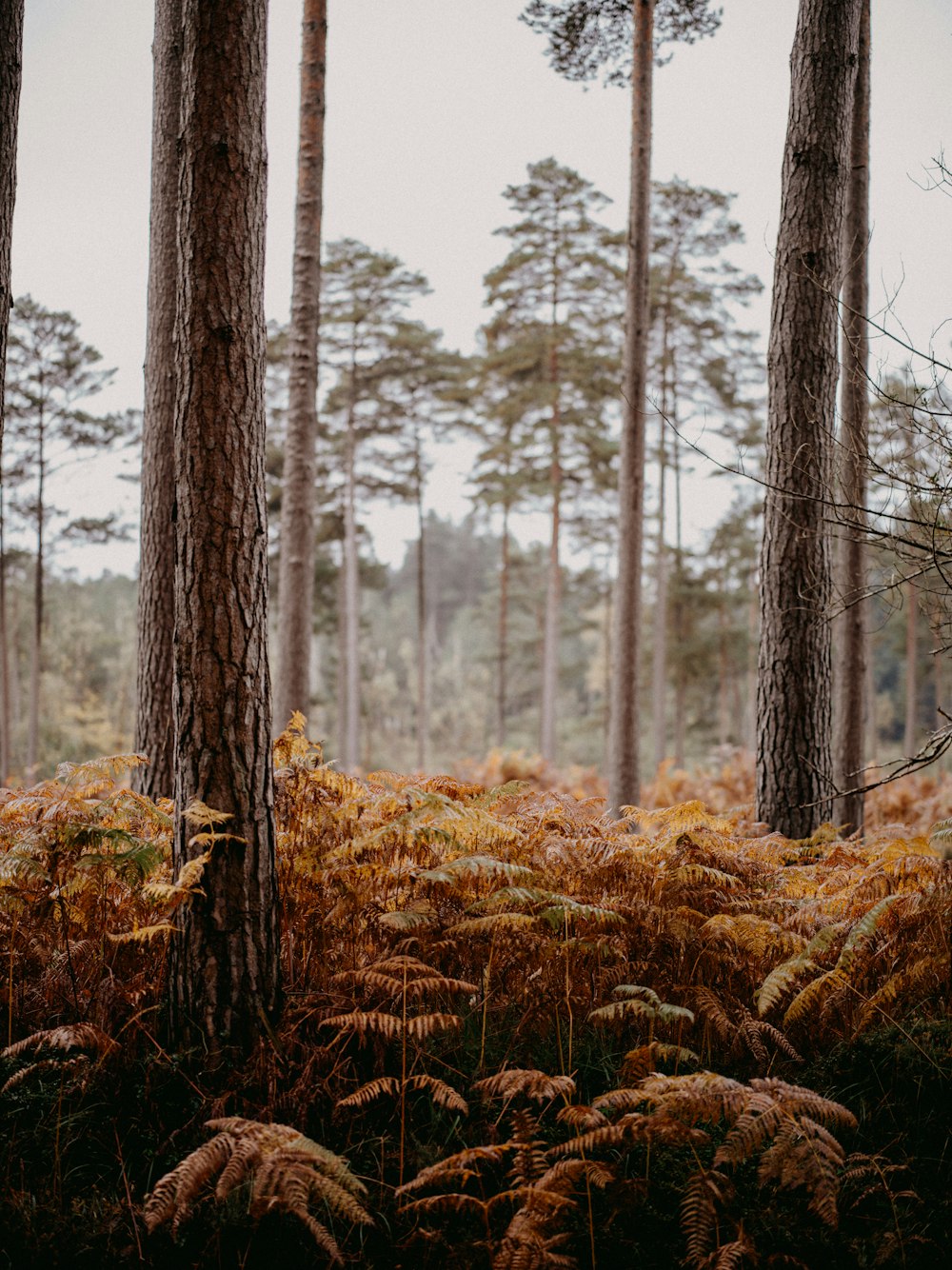 a forest filled with lots of tall trees