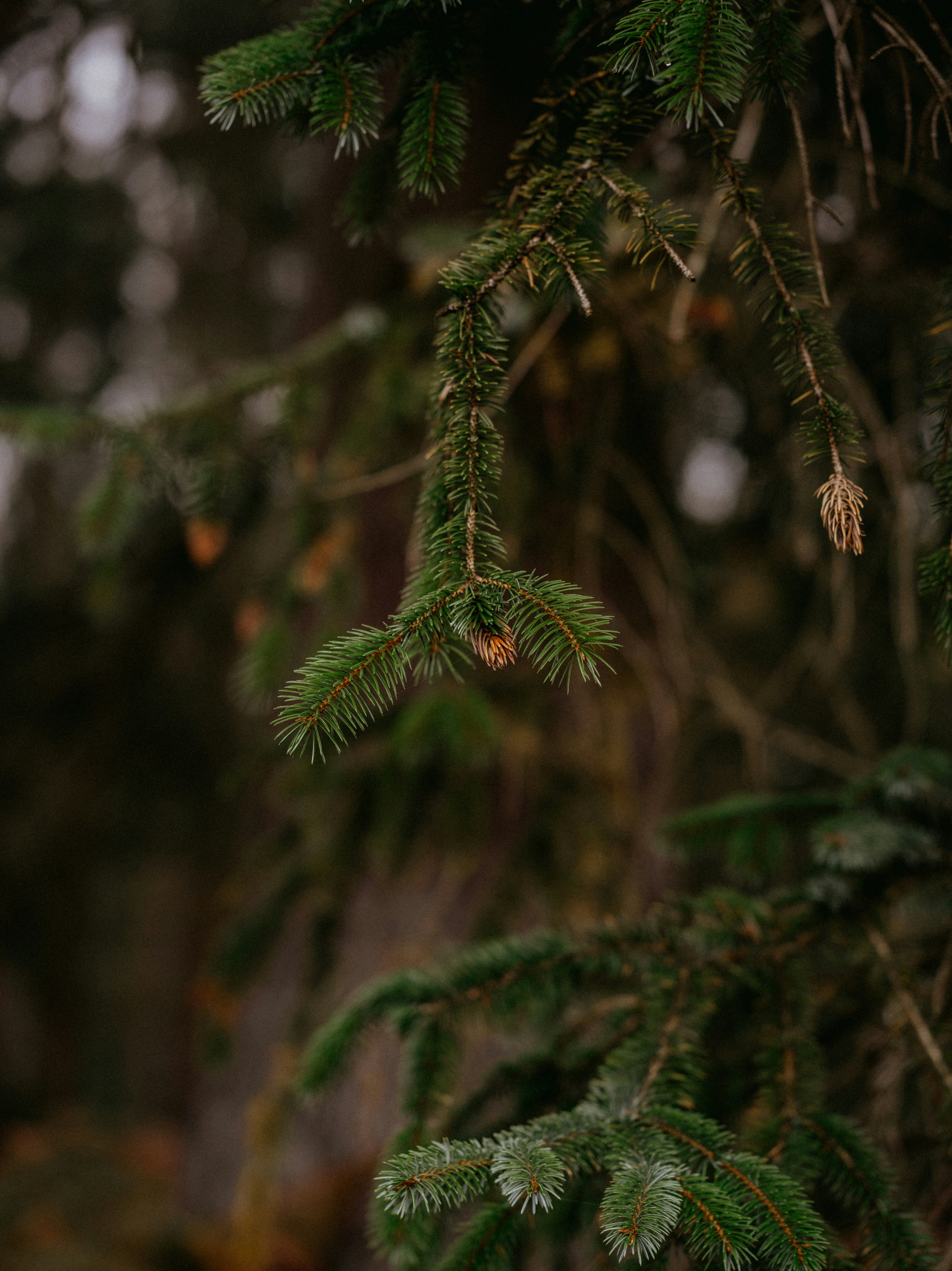 Photo by anniespratt