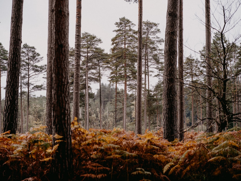 a forest filled with lots of tall trees