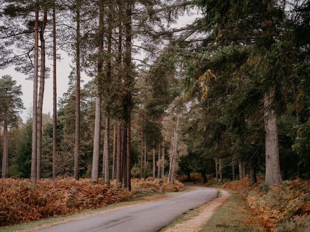 a road in the middle of a forest surrounded by tall trees