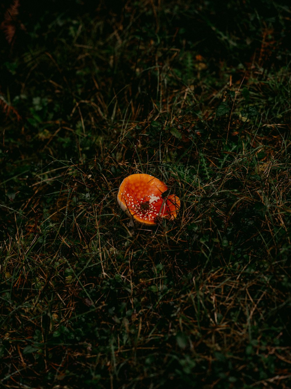 an orange piece of fruit sitting in the grass
