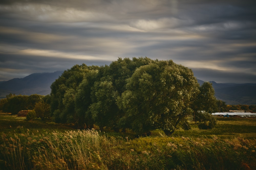 a large tree in a field with mountains in the background