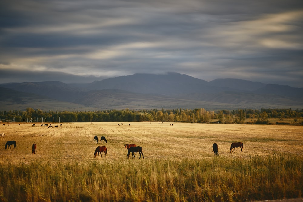 a herd of horses grazing on a dry grass field