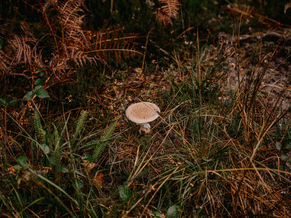 a small white mushroom sitting in the grass