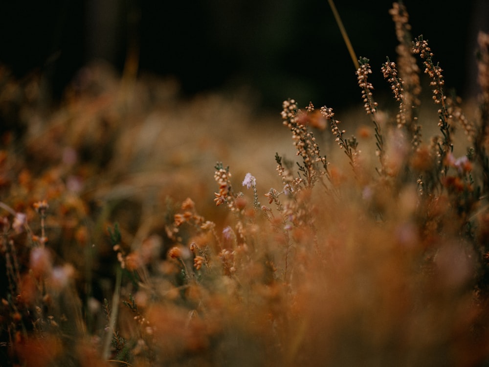 a bunch of flowers that are in the grass