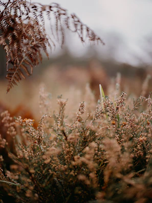 Close-up of botanical sketches showing delicate fern fronds and wildflowers.