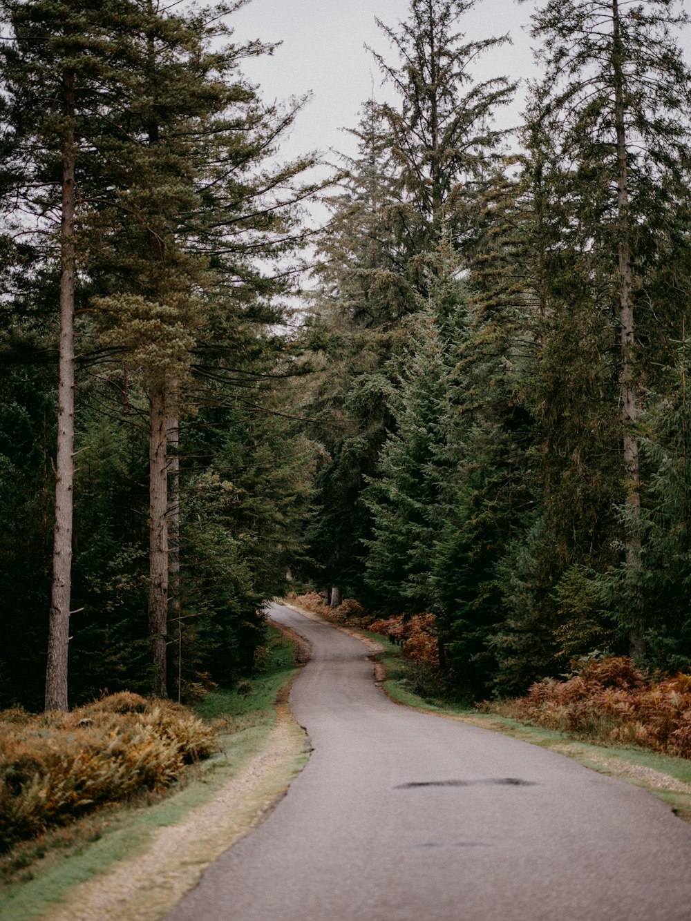 a road in the middle of a forest