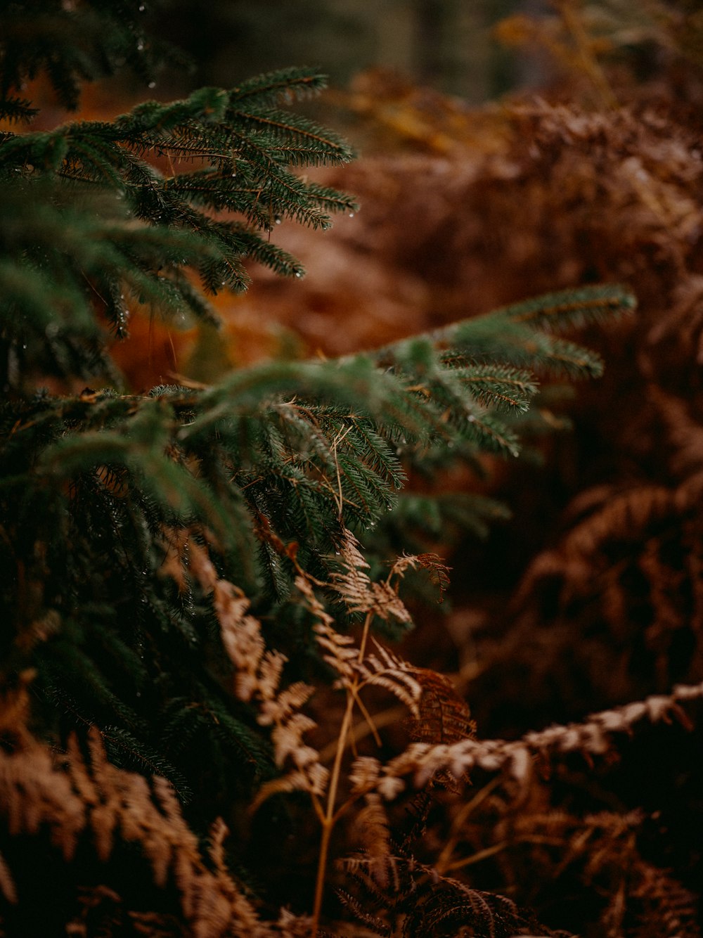 a close up of a pine tree with a blurry background