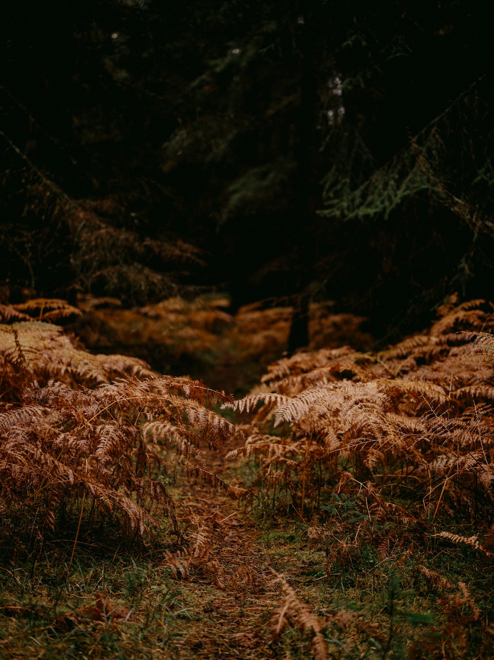 a path in the middle of a forest