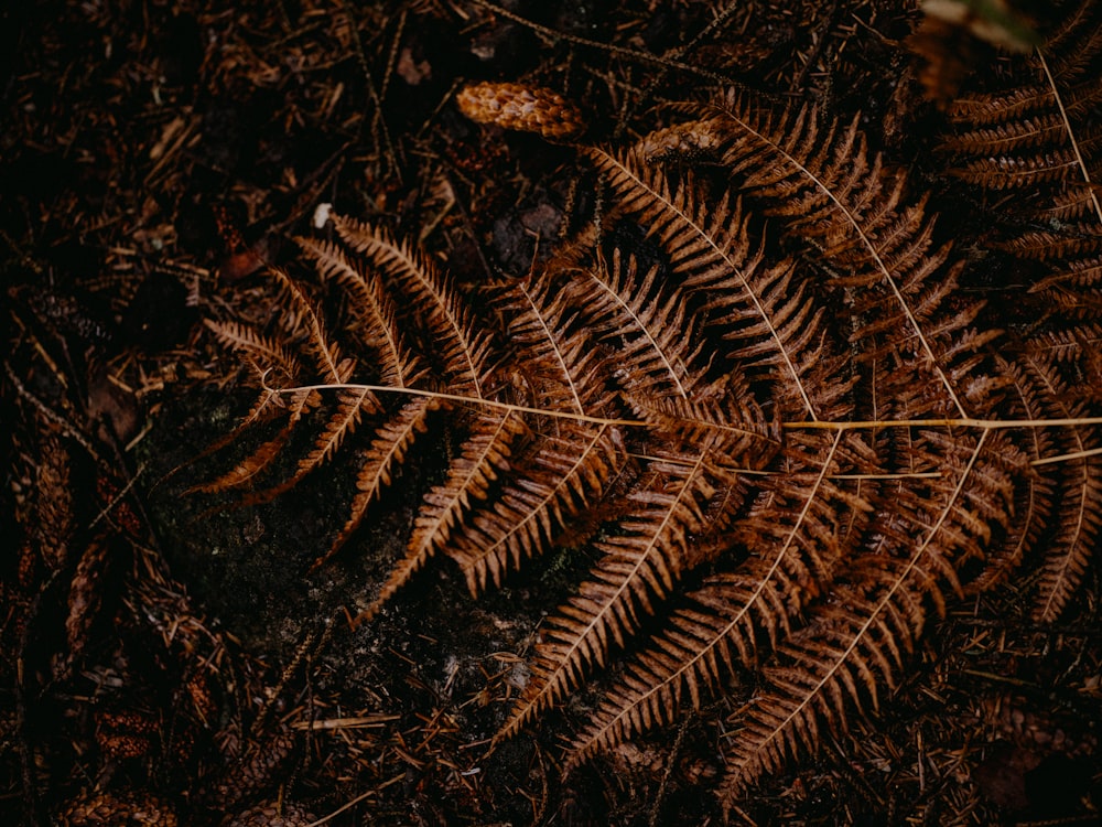 a close up of a fern on the ground