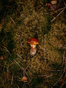 A single mushroom with a reddish-brown cap and a textured stem is growing among lush green moss and scattered twigs on the forest floor.