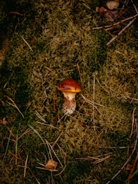 A single mushroom with a reddish-brown cap and a textured stem is growing among lush green moss and scattered twigs on the forest floor.