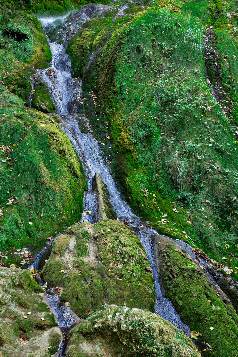 a stream running through a lush green forest