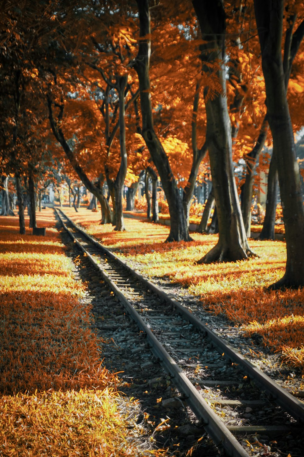 a train track running through a park filled with trees