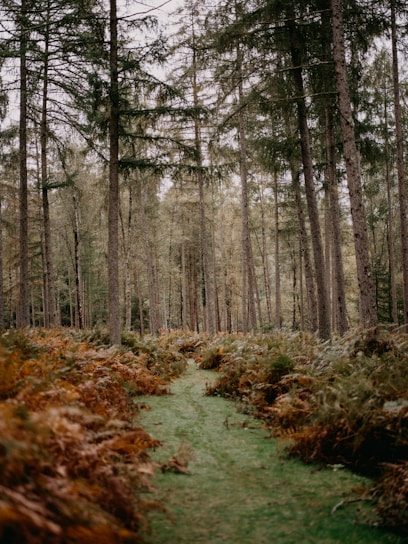 A serene forest with tall, sturdy trees symbolizing strength and growth.