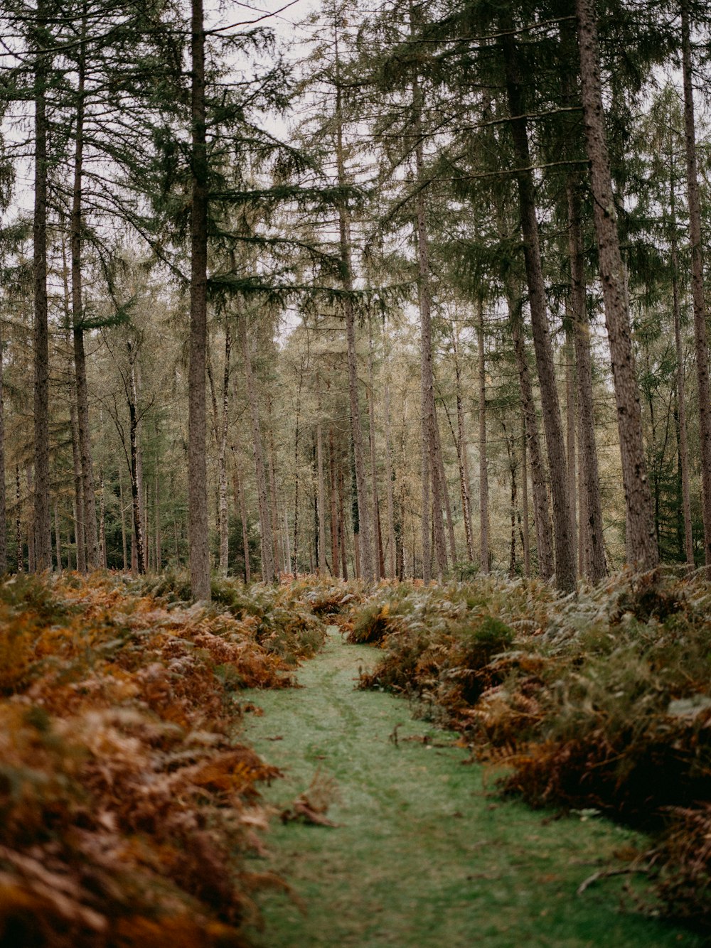 Um caminho no meio de uma floresta