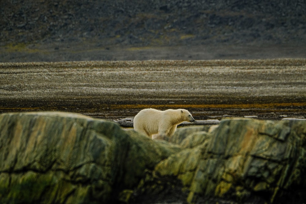 a polar bear walking across a body of water