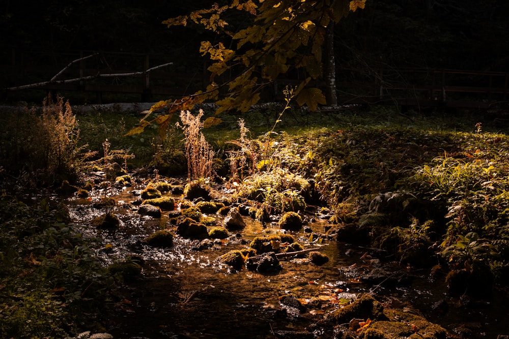 a stream running through a lush green forest