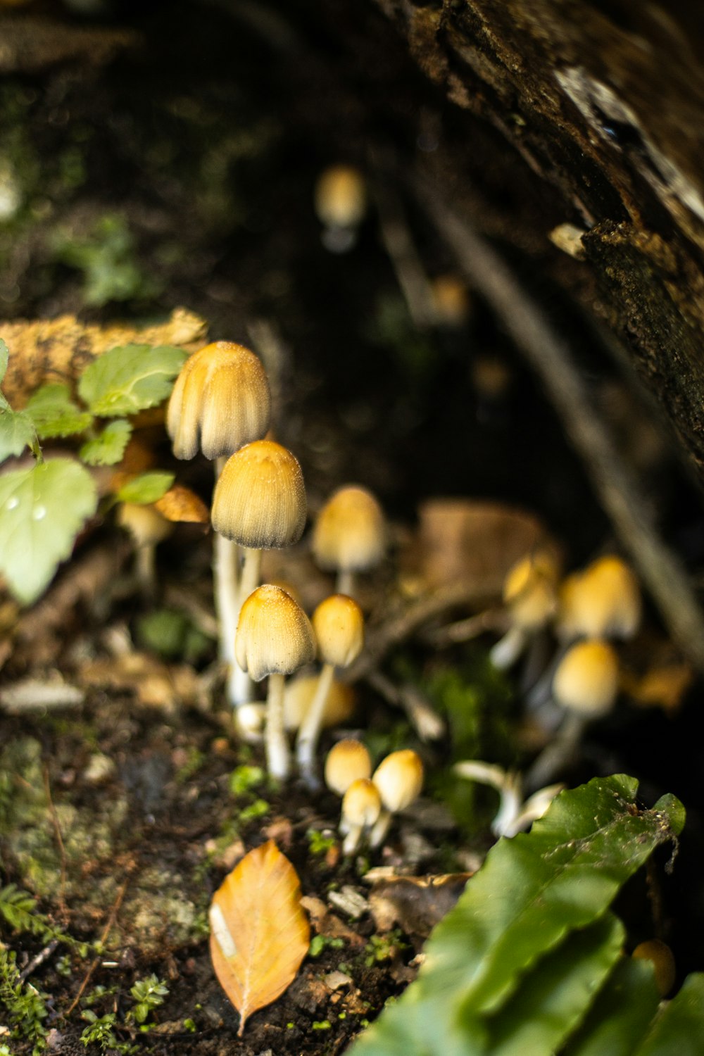 a group of small yellow mushrooms growing on the ground
