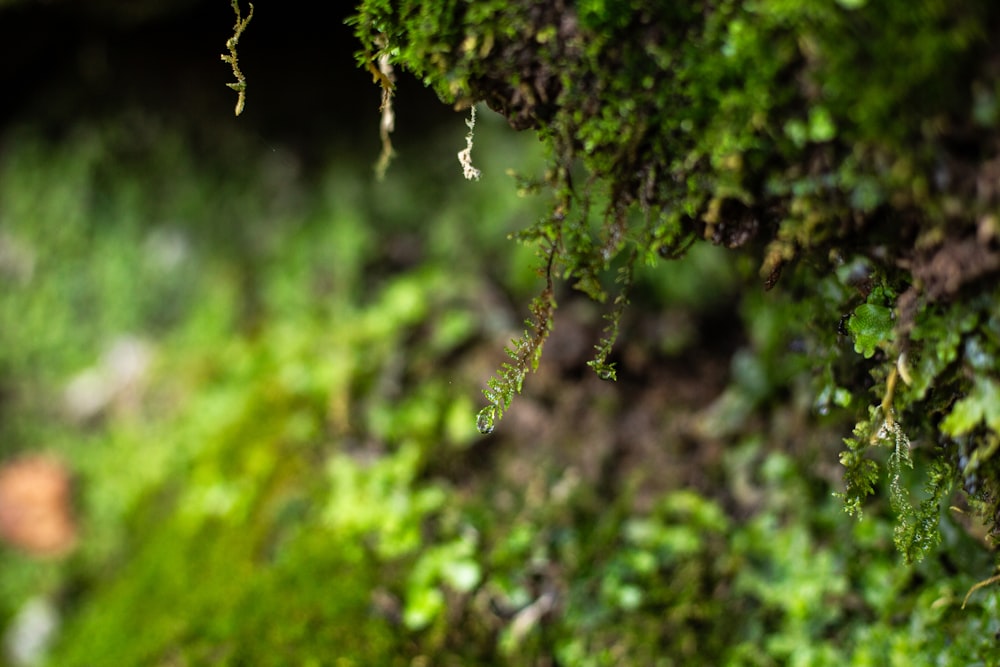 a close up of moss growing on a tree