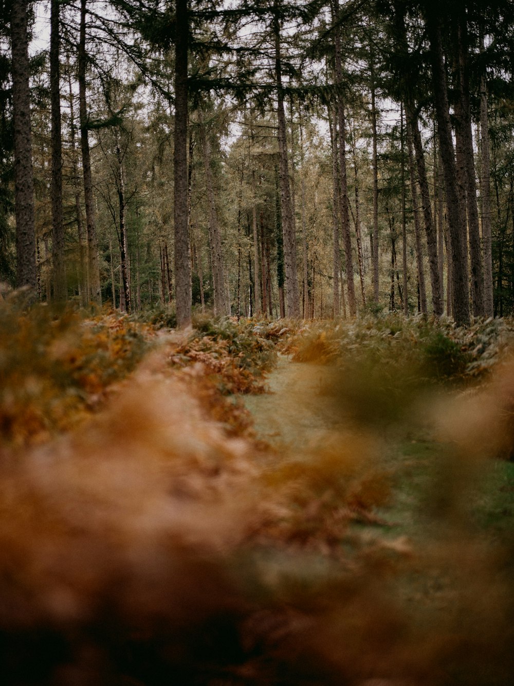 a forest filled with lots of tall trees