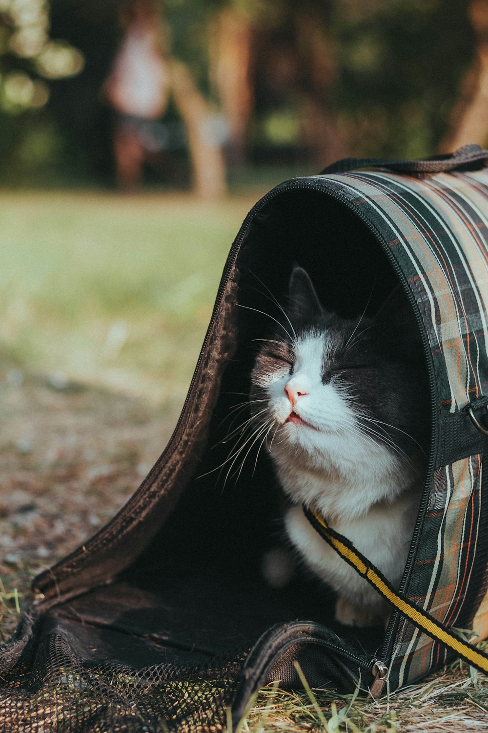 a black and white cat sitting inside of a bag