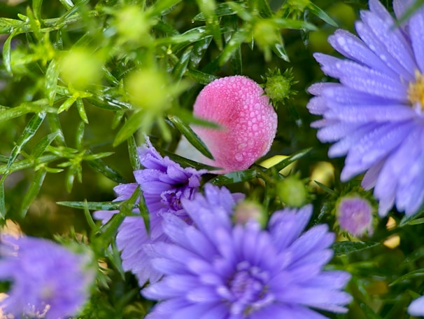 A close-up shot of dew-dropped flowers in a lush garden.