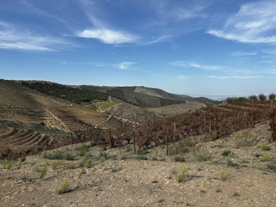 A panoramic view of a fertile agricultural land with rolling hills under a clear blue sky.
