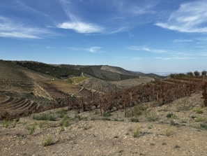A panoramic view of terraced fields cascading down the hillsides under a clear blue sky.