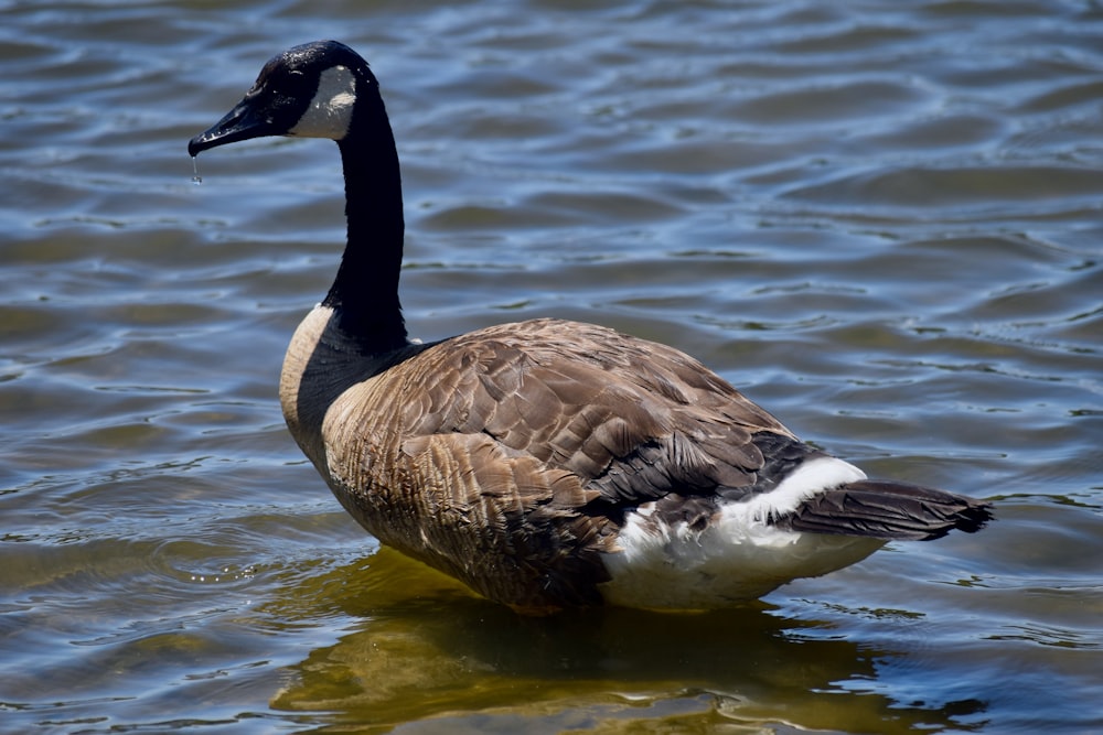 a duck is swimming in the water