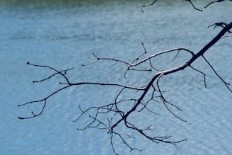 a tree branch with no leaves in front of a body of water