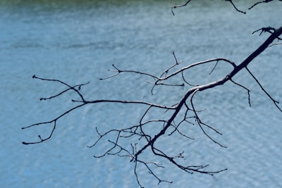a tree branch with no leaves in front of a body of water