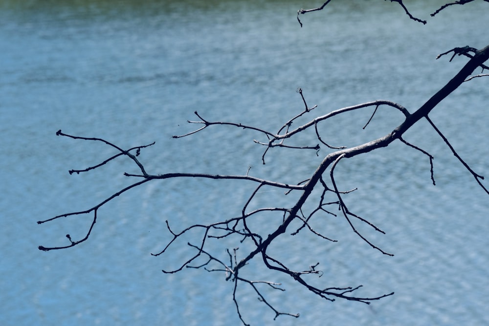 a tree branch with no leaves in front of a body of water