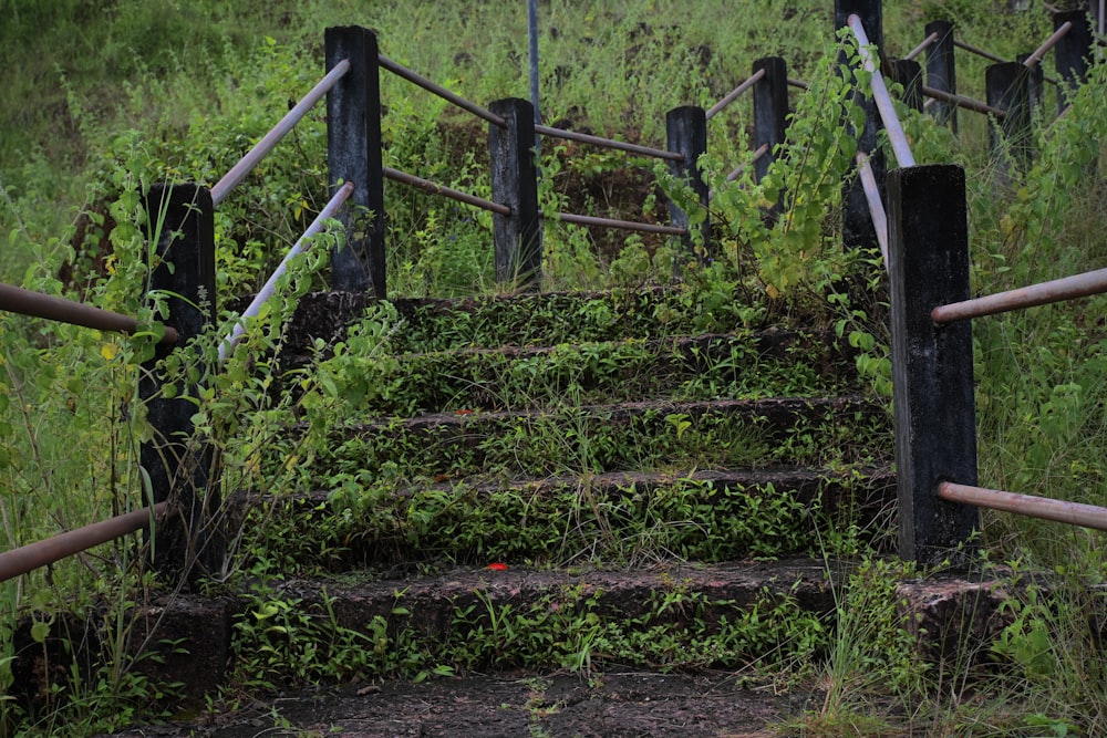a set of stairs overgrown with vines and weeds