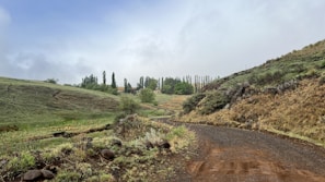 Rural dirt road winding through a landscape of mixed forest and pasture
