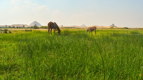 two horses grazing in a field of tall grass