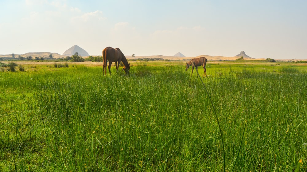 two horses grazing in a field of tall grass