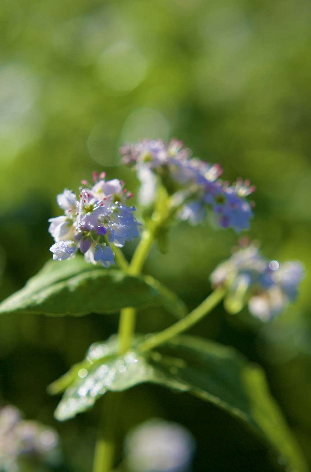 a close up of a flower with water droplets on it