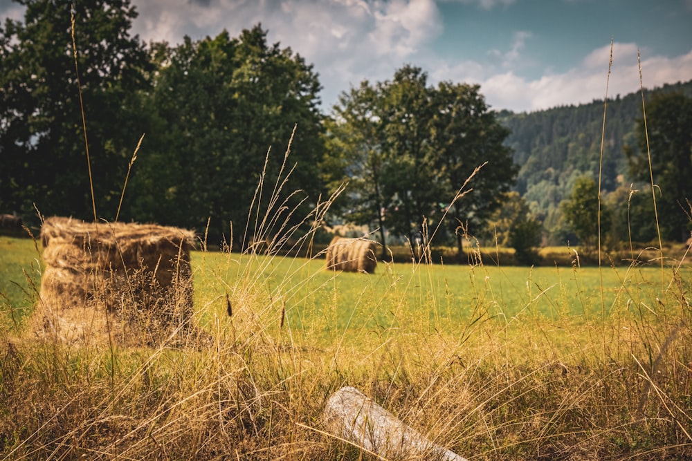 hay bales in a field with trees in the background