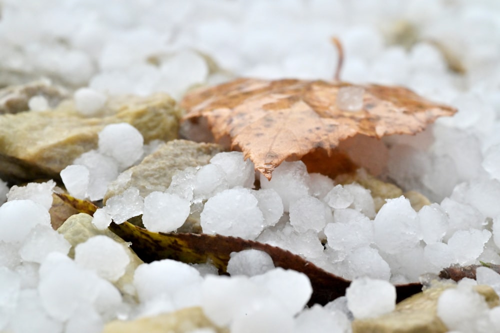 a leaf laying on top of a pile of snow
